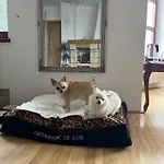 度假居 Dogs And Horni Bezdekov